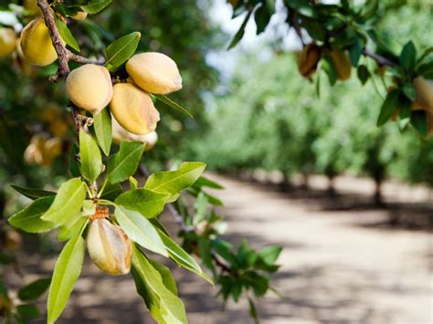  The Almond Tree Reveals a Magical Journey through Grief, Love, and Unexpected Consequences!