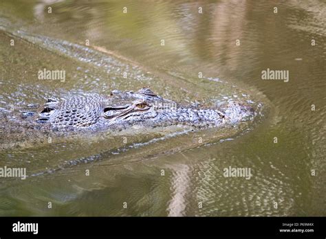 “The Black Alligator”:  A Story That Swims Through Colombian Folklore and Societal Concerns?