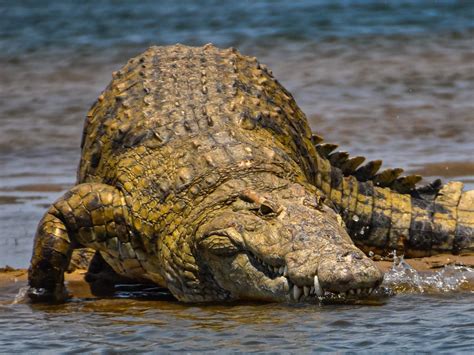 “The Crying Crocodile” - A Tale of Ancient South Africa That Still Bites Today!