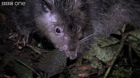  The Giant Rat of Gunung Merapi: A Tale of Greed, Trickery, and Volcanic Fury!