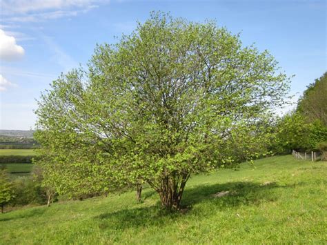  The Hazel Tree: A 9th Century German Folk Story Exploring Fate, Free Will and the Supernatural