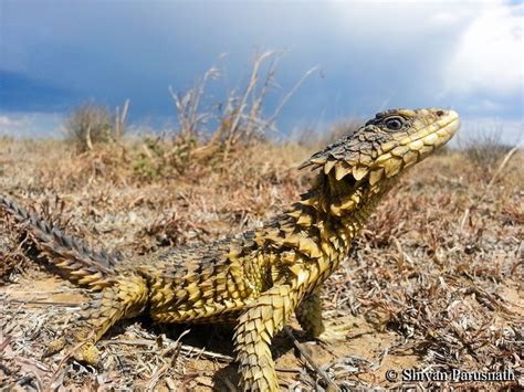 “The Story of the Singing Lizard”! Exploring South African Folklore Through the Eyes of Ancient Reptiles.