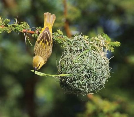 Why Does The Weaver Bird Carry Its Own Nest? A Tale of Resilience and Community in 15th Century South Africa